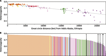 Mean expected heterozygosity across loci. (A) Decrease in heterozygosity in 239 non-admixed non-Jewish populations in the MS5795 human data set, as a function of distance from Addis Ababa, Ethiopia (9°N, 38°E). The coefficient of determination is R2 = 0.841. Symbols follow Figure 2. (B) Heterozygosity in 244 non-admixed non-Jewish populations in the MS5879 human–chimpanzee data set. Populations are ordered by decreasing expected heterozygosity and are colored by geographic affiliation as in Figure 2; chimpanzee bars appear in black. Key: B, bonobo; C, central common chimpanzees; E, eastern common chimpanzees; U, unreported common chimpanzees; W, western common chimpanzees. In both plots, populations with fewer than five individuals are excluded (Barega, Dogon, Eton, Ewondo, Fulani [Nigeria], and hybrid chimpanzees). Expected heterozygosities are provided for human populations in Table S20 and for chimpanzee populations in Table S23.