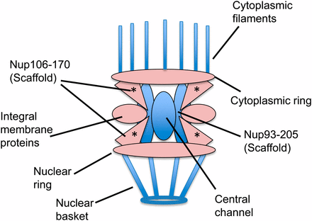 The nuclear pore is composed of multiple subcomplexes (illustration adapted from D’Angelo and Hetzer 2008). Subcomplexes colored pink have components that cause synthetic sterility when depleted in mel-28 animals. Subcomplexes colored blue have no components that show a genetic interaction with mel-28. The asterisk marks the Nup107-160 subcomplex, with which ELYS/ MEL-28 directly interacts in HeLa cells and Xenopus extracts (Franz et al. 2007; Rasala et al. 2008).