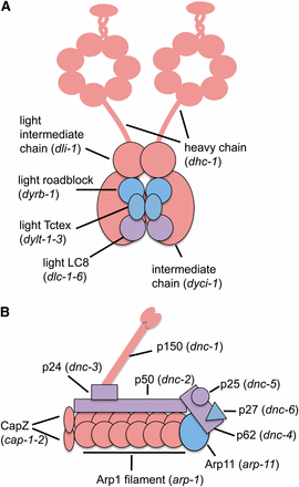 Dynein (A) and dynactin (B) are composed of multiple polypeptides (illustrations adapted from Pfister et al. 2006 and Terasawa et al. 2010). Components colored pink cause synthetic sterility with mel-28, those colored blue did not, and those colored lavender were not tested. Each component is labeled, and the C. elegans gene that encodes that polypeptide is shown in parentheses.