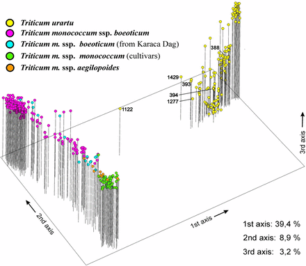 Principal coordinates analysis of the diploid wheat accessions considered in this study, based on 257 amplified fragment-length polymorphism markers. Two main groups or clades encompassing T. urartu (yellow) and T. monococcum ssp. monococcum (green) are evident. Within T. monococcum, ssp. boeoticum (purple), ssp. boeoticum from the KarakaDag area (blue), and ssp. aegilopoides (orange) accessions are indicated.