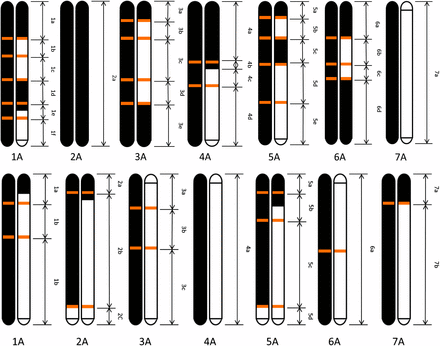 Reconstruction of the parental chromosome contribution to the F2 plants from which the populations B53 (above) and B54 (below) were developed. Parents T. urartu ID1122 and T. monococcum ID396 are in white and black, respectively. Double arrows indicate the borders of chromosome segments to which groups of amplified fragment-length polymorphisms were anchored based on the linkage map of T. monococcum. The chromosome position of the recombination sites detected in this analysis is shown as orange bars.