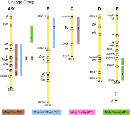Summary of quantitative trait loci (QTL) results from elegans backcross males. Designations A through E correspond to Muller’s elements. Marker loci (on left of linkage groups) are named using the same names as the presumed orthologous D. melanogaster gene sequences used to develop the D. elegans/D. gunungcola markers. Intervals containing putative QTL are indicated on right of linkage groups (see also Table 2, Figure 3, and Figure 4). See Figure 2 for CIM maps of Spot Size 1, Spot Size 2, and Courtship Score datasets. See Figure 3 for IM maps of Wing Display, Circling, and Body Shaking datasets.QTL results from gunungcola backcross males are shown in Figure S4.