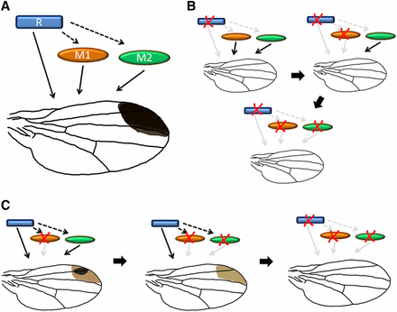 Possible genetic scenarios of wing spot loss in D. gunungcola. (A) Genetic factors influencing the development of the wing spot are hypothesized to consist of one or more “Regulator” factors (blue rectangle) that determine the area of pigment deposition by acting upon one or more “Modifier” factors (orange and green ellipsoids) that determine the darkness and size of the wing spot. (B) In the “Regulators-first” scenario, loss of the wing spot occurs through one or a small number of changes in regulator expression in the spot area and subsequent loss of modifier expression occurs due to the relaxation of selection or genetic drift. (C) In the “Modifiers-first” scenario, the trajectory of wing spot loss is more gradual due to accumulation of sequential changes in both “Regulator” and downstream “Modulator” genes such as pigmentation enzymes.