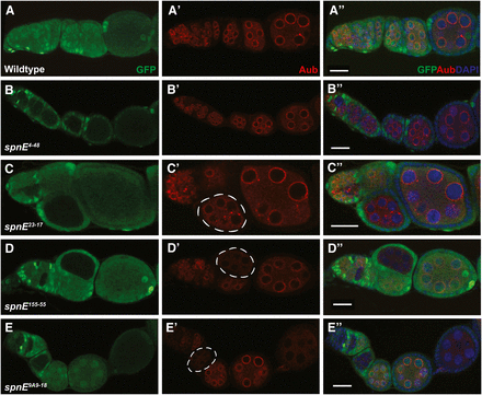 AUB nuage localization is lost in some, but not all, of the spn-E mutant egg chambers. spn-E mutant germline clones are marked by the absence of GFP. All egg chambers were stained with α-GFP (green), α-AUB (red), and DAPI to mark the DNA. In wild-type egg chambers, AUB localizes around the nurse cell nuclei to a structure known as the nuage (A-A′′). spn-E4-48 (B-B′′) and spn-E66-21 (not shown) show wild-type localization of AUB to the nuage. spn-E23-17 (C-C′′) and spn-E9A2-17 (not shown) show an intermediate phenotype where AUB expression is punctate and only partially localized to the nuage (C′, chamber outlined). In the spn-E155-55 DExH box mutant allele (D-D′′) as well as most of the other DExH box alleles (not shown), AUB is not localized to the nuage and levels of AUB protein appear to be strongly decreased in mutant egg chambers (D′, outlined). This phenotype is also seen in spn-E9A9-18 mutant egg chambers (E-E′′) as well as the remainder of the spn-E alleles that do not express detectable protein (not shown). Scale bars = 20 μm.