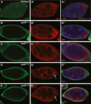 Dynein motor complex aggregates form in some, but not all, spn-E mutant ovaries. spn-E mutant germline clones are marked by the absence of GFP. All egg chambers were stained with α-GFP (green) to mark clones, α-Egalitarian (EGL) (red), and the DNA dye DAPI. In wild-type egg chambers, EGL is dispersed throughout the nurse cells and localizes to the oocyte (A-A′′). spn-E4-48 (B-B′′), spn-E23-17 (C-C′′), as well as spn-E9A2-17 and spn-E66-21 (not shown) show wild-type EGL localization. In spn-E155-55 DExH box mutant egg chambers (D-D′′), EGL forms aggregates throughout the egg chamber. This phenotype is present in spn-E9A9-18 mutant egg chambers (E-E′′) as well as the DExH box alleles: spn-E2A9-14, spn-E7G2-5, spn-E8D4-11, and the remainder of the spn-E alleles that do not express detectable protein (not shown). Note the small size of the oocyte in spn-E155-55 and spn-E9A9-18 egg chambers (arrow in D′ and E′). Scale bars = 20 μm.