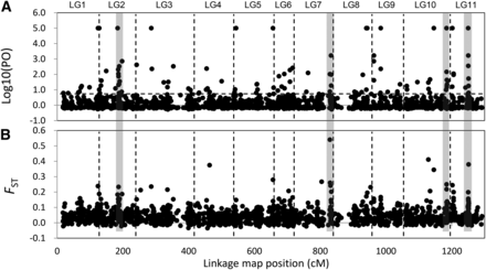 The distribution of markers identified as being potentially involved in local adaptation across the genome of Cryptomeria japonica. The figure shows plots of marker position (based on 1255 mapped SNPs or the other DNA markers; Moriguchi et al. 2012; Y. Moriguchi, T. Ujino-Ihara, K. Uchiyama, N. Futamura, S. Ueno, A. Matsumoto, and Y. Tsumura unpublished data) in cumulative centimorgans (cM) vs. (A) Bayes factor (log10), as determined by BayeScan analysis, and (B) F-statistic value, FST. Vertical dashed lines demarcate the 11 linkage groups. The four gray zones indicate candidate regions associated with local adaptation.