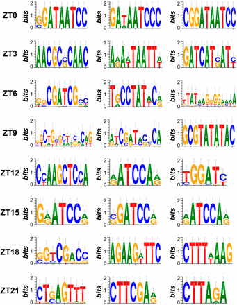 Top three pCREs enriched in each phase cluster of cyclic genes. Sequence logos representing the top three putative cis-regulatory elements (pCREs) enriched in each phase cluster of cycling genes in C. reinhardtii.
