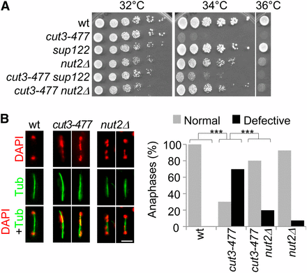 The lack of nut2 partly compensates for cut3-477 deficiency. (A) Cells of indicated genotypes were serially diluted and spotted onto complete medium. (B) Cells exponentially growing at 30° were shifted at 34° for one generation, fixed, and processed for immunofluorescence against α-tubulin (Tub) and DNA staining with DAPI. Bar, 5 μm. Chromosome segregation was assessed in late anaphase cells (spindle >5 μm, n > 100). ***P < 0.001, χ2 test.