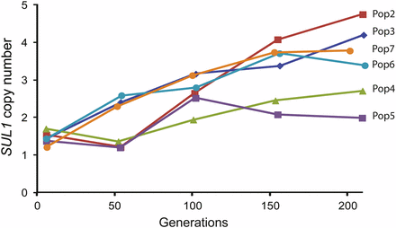 Evolutionary dynamics of SUL1 amplification of experimental populations evolved in sulfate limitation medium. The copy number of SUL1 was assessed using qPCR analysis on samples taken from Populations 2 through 7 every ~50 generations.