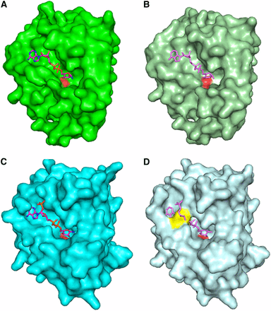 Modeling of NAD-related compounds bound to various Yjef_N domains. (A) A surface of Tm0922 subunit with bound NAD (PDB:3RSG; only Yjef_N domain is shown). (B) A surface of apo-Tm0922 subunit (PDB:2AX3; only Yjef_N domain is shown) with NAD superimposed from (A). (C) A surface of AI-BP subunit with bound NADP (PDB:3RNO). (D) A surface of apo-AI-BP subunit (PDB:2O8N) with NADP superimposed from (C). A side chain of F162 that blocks the trench is shown in yellow. The left subunit is shown as a surface with the loop β4-αD that blocks the trench compartment colored is shown in yellow. In all panels, the nicotinamide ring of bound NAD(P) disordered or hydrolyzed in the crystal structures is not shown. The carboxylate oxygen atoms of invariant aspartate (D147Tm0922, D188AI-BP) are shown in red in all surface representations.