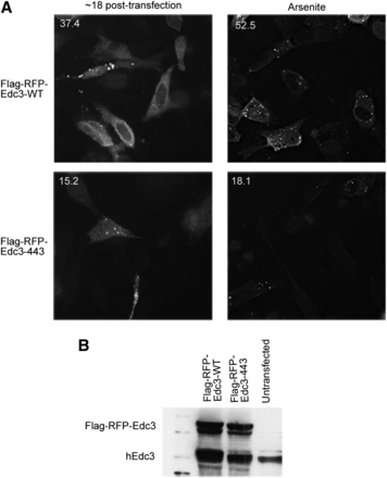 Small molecule binding alters the subcellular localization of hEdc3 variants. (A) Flag-RFP-Edc3 WT or D443V was transfected into HeLa cells and analyzed at the time indicated. In the right panels, sodium arsenite (0.5 M) was added for 1 hr. Numbers in upper left corners of each panel are the percentage of cells containing foci/total cells containing fluorescent signal and were counted over at least three independent experiments. A representative image is shown. (B) Western analysis of samples from (A) using hEdc3 antibody that recognizes both endogenous Edc3 and exogenous Flag-RFP-Edc3.