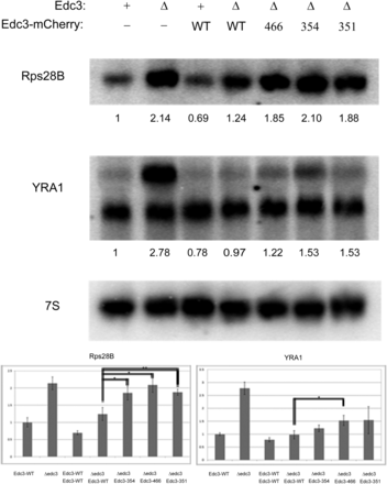 yEdc3 mRNA regulation is lost concurrent with small molecule binding and/or catalysis. Northern blot analysis was performed on indicated yeast strains during mid-log growth conditions. Blots were probed for Rps28B or YRA1, with 7S used for loading. Quantification (after 7S normalization) is shown below respective blots. Northern blot analyses were performed in quadruplicate and error bars represent 1 SD. A representative blot is depicted. *P value < 0.005; **P value < 0.0001.