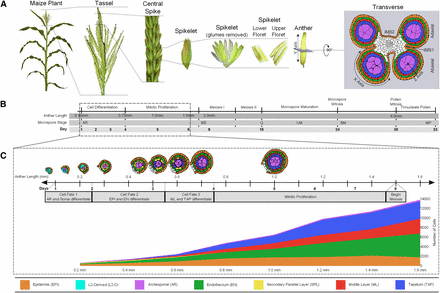 Morphology, anatomical terms, and staging of maize anthers. (A) Major structures of a maize plant relevant to understanding anther ontogeny. The final panel also indicates the X-, Y-, and Z-axis designations used in confocal microscopic analysis of anther cells. The Y-axis is the length dimension used as a proxy for anther developmental stage. Abaxial and adaxial lobes of the anther are indicated in the transverse view, as are the intermicrosporangial stripes (IMS) 1 and 2 that separate the lobes. A color code for the anther lobe cell types is provided at the bottom of the figure. (B) Complete timeline of maize anther development from organ identity specification through pollen shed. The dotted box outlines the period corresponding to (C). Descriptors are provided for the key events in anther development across the entire timeline. The microspore stages are abbreviated: archesporial cells (AR); meiocytes (ME); quartet stage of microspores (Q); uninucleate microspore (UM); binucleate microspore (BM); and mature pollen (MP). (C) Tracings of anther lobes in transverse section after anther staging by length with the typical number of days of development since anther primordium inception are also indicated. Given the variable environment of plant growth in the field and greenhouse, days are approximate, but anther lengths are tightly correlated with developmental stage. The gray bar provides a guide to the key developmental events and the span of each event. The graph depicts the increase in cell numbers from 0.2 mm to 1.6 mm (germinal cell specification through entry into meiosis). Not included in the graph are the vasculature and connective tissue cells in the center of each anther, which constitute ∼10% of all cells.