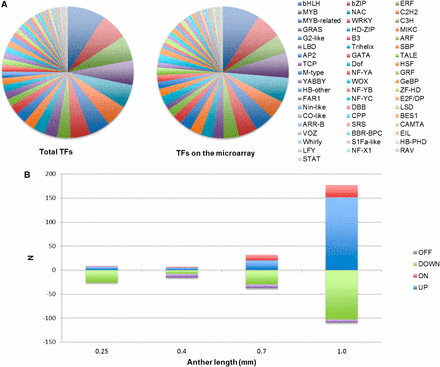 Evaluation of transcription factor microarray data. (A) 3307 predicted TFs classified into 56 families (left pie chart); 1208 of them were represented on the microarray (right pie chart) in approximately equivalent proportions. (B) Transcription factor abundance changes at each stage. ON and OFF indicate detectability at that stage. UP and DOWN classifications for a transcript were determined relative to the previous stage using a two-fold minimum fold change.