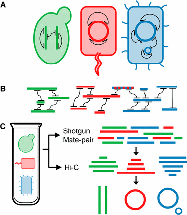 Overview of MetaPhase methodology. (A) Performing Hi-C on a mixed cell population. Shown are three microbial cells of different species (green, red, blue) with their genomes (thick colored lines or circles), which may or may not include multiple chromosomes or plasmids. A Hi-C library is prepared and sequenced from this sample. The Hi-C read pairs from this library (black lines) represent pairs of sequences that necessarily occur within the same cell. (B) Using Hi-C reads to deconvolute individual species’ genomes. A shotgun sequencing library from the same sample is used to create a draft de novo metagenome assembly, which contains contigs from all species (thick lines). The Hi-C reads are then aligned to this assembly. Because sequences connected by Hi-C links must appear in the same species, the contigs form clusters representing each species. Note that some sequences (e.g., blue/red dotted line) may appear in multiple species, confounding the clustering. (C) MetaPhase workflow. A single metagenome sample is used to create shotgun, Hi-C, and (optionally) mate-pair libraries, which are used together to create individual species assemblies.