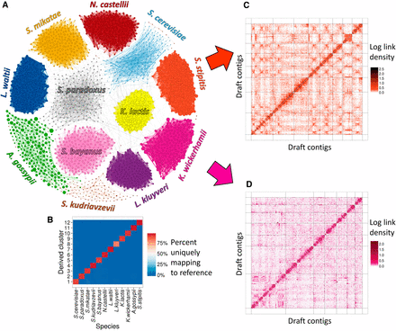 MetaPhase clustering results on the M-Y draft metagenome assembly. (A) Using Hi-C links to cluster contigs into 12 clusters, one for every species with a substantial presence in the draft assembly. Each contig is shown as a dot, with size indicating contig length, colored by species. Edge widths represent the densities of Hi-C links between the contigs shown. Only 2400 contigs are shown: the 200 largest contigs that map uniquely to each species. (B) Validation. This heatmap indicates what fraction of the sequence in each MetaPhase cluster maps uniquely to each of the reference genomes of the 12 present yeast species. Note that not all sequence is expected to map uniquely to one species. x-axis: the 12 yeast species. y-axis: the MetaPhase clusters. (C and D) Lachesis (Burton et al. 2013) reconstruction of individual species’ genomes within the M-Y metagenome assembly. These heatmaps show the Hi-C link density among the contigs in the MetaPhase clusters corresponding to S. stipitis (C) and K. wickerhamii (D). The x-axis and y-axis show the clustering and ordering of contigs by Lachesis. Dotted black lines demarcate chromosomal clusters. Note the expected signals of enrichment within each chromosome and on the main diagonal. The assembly in (C) is similar to the S. stipitis reference genome (Figure S7), whereas the assembly in (D) has far higher chromosome-scale contiguity than the best available K. wickerhamii reference (Baker et al. 2011).