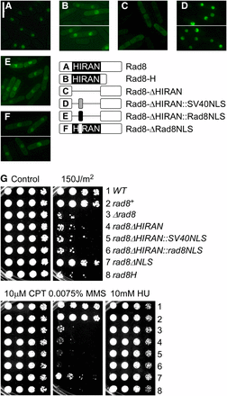 Nuclear localization is necessary but not sufficient for Rad8 function. (A–F) Schematic representation and localization of Rad8-GFP proteins, overproduced from a single copy transgene integrated at leu1-32 in ∆rad8 background. Pictures were taken 16 hr after the removal of thiamine: (A) Rad8-GFP; (B) Rad8-HIRAN-GFP; (C) Rad8-∆HIRAN; (D) Rad8-∆HIRAN::SV40NLS; (E) Rad8-∆HIRAN::rad8NLS; and (F) Rad8-∆NLS (with schematic representations of Rad8 HIRAN–related constructs on the right; not drawn to scale). (G) Drug sensitivity of indicated mutants. These mutants were integrated without a GFP tag at the native locus under the endogenous promoter. Strains were grown overnight at 32°, 1:5 serially diluted, and spotted to plain YES rich medium (Control) and YES with indicated drugs. (1) Wild-type. (2) loxP-rad8+-loxM3. (3) loxP-∆rad8-loxM3. (4) loxP-rad8-∆HIRAN-loxM3. (5) loxP-rad8∆HIRAN::SV40NLS-loxM3. (6) loxP-rad8∆HIRAN::rad8NLS-loxM3. (7) loxP-rad8-∆NLS-loxM3. (8) loxP-rad8-HIRAN-loxM3. Plates were incubated at 32° for 3 d.