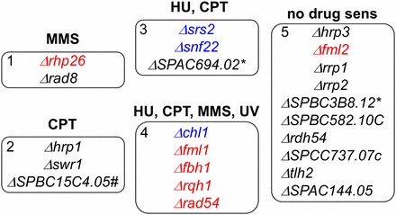 Nonessential helicases cluster in five phenotypic groups. Based on sensitivity to different genotoxins as seen in the serial dilution experiments (see Figure 6, Figure 7, Figure S3, and Figure S4 for data). Red font indicates strains that, when combined with Δrad8, show increased sensitivity to all damaging agents. Blue font indicates strains that, when combined with Δrad8, show mixed phenotypes of decreased and increased sensitivity to damaging agents. Black font indicates strains combined with Δrad8 show no sensitivity to damaging agents. SPBC3B8.12 = SPBC11C11.11C. #RNA/DNA helicase. *RNA helicase.