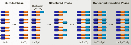 The three phases of every simulation run. Each simulation begins with a burn-in phase, in which a population formed by chromosomes with two single-copy blocks (dark blue and orange) is brought to mutation-drift equilibrium. The duplication of the first of these blocks (original block: dark blue, duplicated block: light blue) marks the initiation of the structured phase, during which the duplication becomes fixed. Finally, during the concerted evolution phase, the population reaches a new equilibrium in which the interplay of interlocus gene conversion between duplicated blocks and crossover determines levels and patterns of variability.