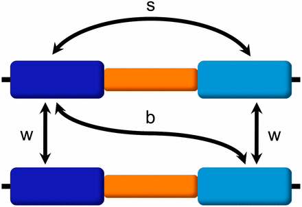 Variation measures. We measure nucleotide variation among segmental duplications as follows: (w) variation within duplicate blocks (at equilibrium, variation within the original and duplicated blocks will be the same); (b) variation between the original and duplicated blocks on different chromosomes; (s) variation between the original and duplicated blocks on the same chromosome. We use average pairwise differences (π) to measure all these types of variation (πw, πb, πs).