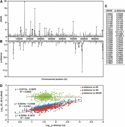 Evaluation of the association between polymorphism and dN, dS and dN/dS. (A and B) Distribution of dN/dS and p-distance values, respectively, obtained from the analyses of all the 874 genes from the 53 strains. The horizontal axis represents the C. trachomatis chromosomal positions where genes are placed in their chromosomal order, from the CT001 to the CT875 (genes names and positions according to D/UW-3/CX strain annotation). (C) 25 genes (ordered by their relative chromosomal position) that display the greater values for both analyses, which are representative of the lack of correlation between dN/dS and polymorphism. (D) Scatter plots of p-distance vs. dN, dS, and dN/dS, on a log-scale for clarity. The Pearson’s product moment correlation coefficient for p-distance vs. dN, dS, and dN/dS are R = 0.92, R = 0.9, and R = 0.02, respectively.