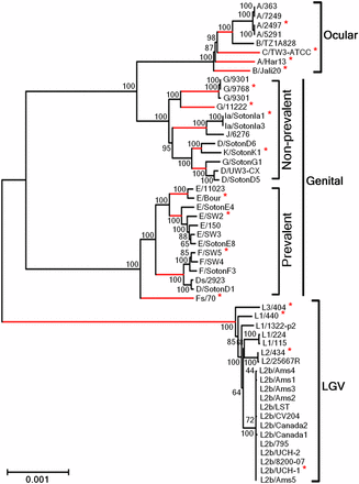 Phylogenetic reconstruction of C. trachomatis species. The tree was constructed using the whole genome of 53 strains encompassing the majority of the CT681/ompA serovars. The asterisks indicate the 17 strains representative of the major tree branches (in red) that were used to evaluate the relation between species polymorphism and the number of taxa (see the section Results for details).