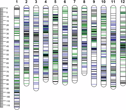 Distribution of single-nucleotide polymorphism (SNP) markers on 12 chromosomes (1−12). The scale shows the genetic distance in cM. SNPs positions are marked in dark blue (from “Jacqueline Lee”), green (from “MSG227-2”) and black (from both parents).