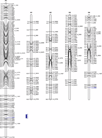 Linkage map of “Jacqueline Lee” chromosome 9. P1: overall map. H1−H4: homologous maps. The blue bar corresponds to the two-LOD support interval for the QTL location.