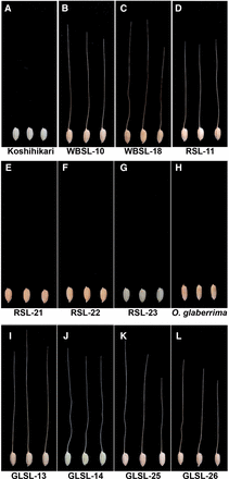 Long awn formation in CSSLs. Seed’s morphology of Koshihikari (A), WBSL-10 (B), WBSL-18 (C), RSL-11 (D), RSL-21(E), RSL-22 (F), RSL-23 (G), O. glaberrima (H), GLSL-13 (I), GLSL-14 (J), GLSL-25 (K), and GLSL-26 (L). Koshihikari and O. glaberrima do not form long awns. However, the CSSLs except for RSL-21, RSL-22, and RSL-23 have long awns at the distal end of lemmas. WBSLs: CSSLs harboring O. nivara chromosome segments in the genetic background of O. sativa ssp. japonica cv. Koshihikari. RSLs: CSSLs harboring O. rufipogon chromosome segments in the genetic background of O. sativa ssp. japonica cv. Koshihikari. GLSLs: CSSLs harboring O. glaberrima chromosome segments in the genetic background of O. sativa ssp. japonica cv. Koshihikari.