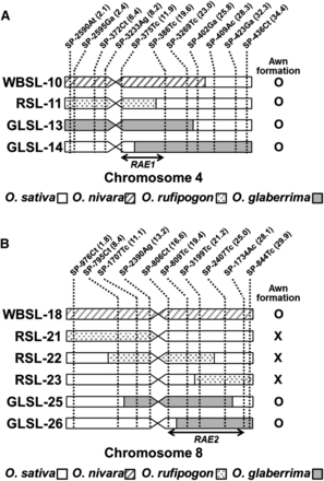 Graphical genotypes of the CSSLs forming long awns. Graphical genotypes of the CSSLs harboring substituted chromosome segments on chromosome 4 (A) and chromosome 8 (B). Chromosome segments of O. sativa cv. Koshihikari are represented by white boxes, whereas substituted segments from O. nivara, O. rufipogon, and O. glaberrima are indicated as shaded, dotted, and gray boxes, respectively. Presence and absence of long awn in each CSSL are indicated as O and X, respectively. Markers used for the development of the CSSLs are shown with their physical positions (Mb) (indicated in parenthesis) above the chromosome images. Candidate regions of RAE1 and RAE2 are indicated by double-headed arrows.
