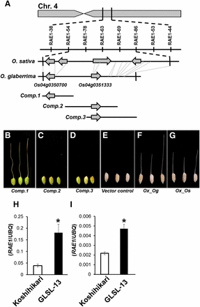 Positional cloning, complementation, and expression analysis of RAE1. (A) RAE1 was mapped at the proximal part of the long arm of chromosome 4. This region has four annotated genes in O. sativa, whereas O. glaberrima only has two (Os04g0350700 and Os04g0351333) of four genes in the corresponding region. (B–G) Complementation test and overexpression analysis were performed using awnless O. sativa cv. Nipponbare. Long awn formations were observed in the transgenic line of Comp.1 harboring the entire genomic fragment of Os04g0350700 derived from O. glaberrima (B), whereas Comp.2 and Comp.3 did not show awn formation (C and D). Overexpression of O. glaberrima allele (Ox_Og) (F) and Koshihikari allele (Ox_Os) (G) of Os04g0350700 induced long awn formations in Nipponbare, whereas vector control showed no awn (E). (H and I) Expression analysis of Os04g0350700 in immature lemma (H) and mature lemma (I) collected from GLSL-13 and Koshihikari. Mean values of three biological replicates are shown. An asterisk indicates the statistical significance at P < 0.01 in Student’s t-test.