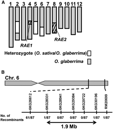 Location of causal locus for the loss of long awns in O. glaberrima. (A) The graphical genotype of the parental BC4F1 plant that showed segregation of long awn phenotype in its progenies. Gray boxes indicate homozygous regions derived from O. glaberrima, whereas heterozygous segments of O. sativa and O. glaberrima are indicated in white. Shaded boxes in chromosomes 4 and 8 represent the location of RAE1/An-1 and the candidate region of RAE2, respectively. RAE1 and RAE2 regions have been fixed as the O. glaberrima homozygote in the BC4F1. (B) RAE3 was roughly mapped at a 1.9-Mb region in chromosome 6 flanked by the genotype markers, 6KG28331 and 6KG30196. Numbers below the marker names indicate the number of recombinants.