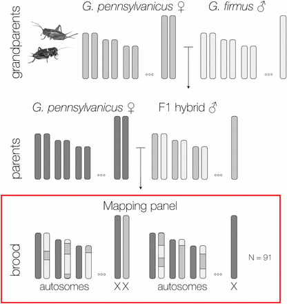 Diagram of the cricket mapping family highlighting segregation of autosomes and the X chromosome. Chromosomes from G. firmus are shown in white and chromosomes from G. pennsylvanicus are shown in two gray tones to highlight that the lines were not inbred.