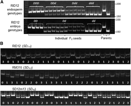 Electrophoresis patterns of endosperm genotypes for codominant markers. (A) Comparison between endosperm and embryo genotypes of same seeds. (B) Segregation patterns for four endosperm genotypes of F2 seeds. RID12, RM315, and SD12m13 were selected to mark the seed dormancy loci SD7-1, SD1-2, and SD12, respectively. Gel images show electrophoresis patterns for individual F2 seeds from germinated subpopulations. The genotypes are indicated by combinations of the dormancy-enhancing (D) and/or -reducing (d) alleles, or by the copy number of the D allele (0−3) at a locus.