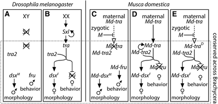 Sex-determination pathways. The (A) male and (B) female Drosophila sex-determination pathways are shown, along with the house fly (C) male-determining pathway, (D) canonical female-determining pathway, and (E) female-determining pathway via the action of Md-traD. The core of the pathway that is conserved across brachyceran flies is contained within the dashed box. Abbreviations are described in the main text.