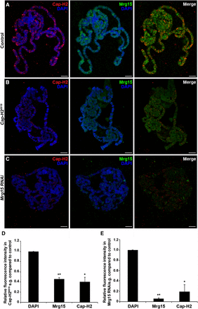 Mrg15 is required for Cap-H2 localization on polytene chromosomes. (A–C) Representative images of salivary gland polytene chromosomes from control (A), Cap-H20019 (B), and Mrg15 RNAi (C) larvae stained for Cap-H2 (red), Mrg15 (green), and DNA (blue). Scale bar, 10 μm. (D, E) Relative fluorescence intensity quantification showing significant decrease of Cap-H2 and Mrg15 in Cap-H20019 (D) and Mrg15 RNAi (E) polytene chromosomes. Mean fluorescence intensity was measured using four nuclei from each of three individual pairs of salivary glands and values were normalized to DAPI. *P < 0.05, **P < 0.01, two-tailed Student's t-test. Error bars, SEM.