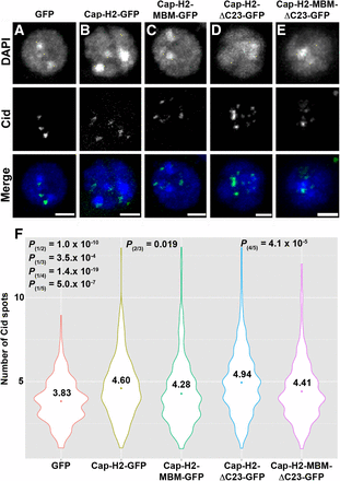 Mrg-binding motif is required for Cap-H2-mediated dispersal of pericentric heterochromatin. (A–F) Mutation of Mrg-binding motif (MBM) suppresses Cap-H2-mediated Cid dispersal. Kc cells transiently expressing EGFP (A), Cap-H2-EGFP (B), Cap-H2-MBM-EGFP (C), Cap-H2-ΔC23-EGFP (D), or Cap-H2-ΔC23-MBM-EGFP (E) stained for Cid (green) and DNA (blue). Scale bar, 2.5 μm. (F) Violin plots showing the number of Cid spots per nucleus in Kc cells expressing EGFP (1) (n = 320), Cap-H2-EGFP (2) (n = 370), Cap-H2-MBM-EGFP (3) (n = 370), Cap-H2-ΔC23-EGFP (4) (n = 417), or Cap-H2-ΔC23-MBM-EGFP (5) (n = 417). Colored circle, mean value; P = P value, two-tailed Student's t-test; numbers in parentheses indicate pairwise comparisons.