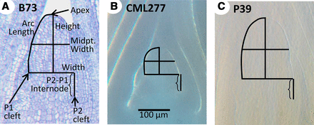 SAM phenotypes examined. Median longitudinal sections of the SAM in inbred lines B73 (A), CML277 (B), and P39 (C), indicating measurements taken (A). Compared to B73, P39 is similar in height but wider, with a height:width ratio close to 1 (vs. 1.26 in B73). CML277 is dramatically shorter than B73 and only slightly less wide, resulting in meristems typically shorter than their width (average ratio, 0.71). Images were obtained via histological section (A) or methyl salicylate clearing (B, C) but are all the same scale (B).