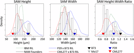 Distribution of main SAM traits across populations. Four inbred parental lines and distributions for their populations are shown for three traits. Although B73 and P39 are both very tall, P39 is much wider, leading to distinct ratios of SAM height:width. Despite their extreme values for SAM height and width relative to the other NAM founders, populations created from P39 and CML277 still showed transgressive segregation for all SAM traits when crossed to B73. Note: y-axis values differ for histograms and density distributions.