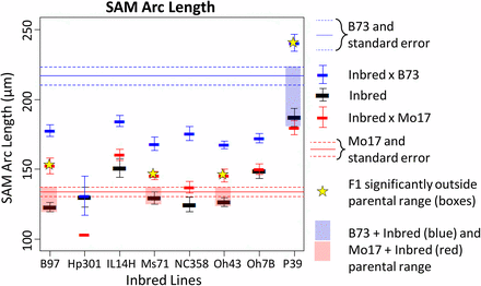 Presence of heterosis in NAM founder × B73/Mo17 crosses. Each of eight inbred NAM founder lines were crossed to B73 and Mo17 and examined for high-parent heterosis. Significant cases are shown starred and highlighted in blue (for crosses to B73) or red (for crosses to Mo17). Many lines showed heterosis when crossed to Mo17, for most traits. Only P39 exhibited heterosis when crossed to B73, indicating they contain unique alleles contributing to their large SAM size. Most inbred × B73 crosses showed near-midparent values.