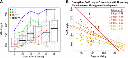 Time course of SAM growth in diverse lines and relationship of SAM height and flowering time. (A) Eighteen diverse genotypes (time point line means in colored and gray points/lines) sampled at six time points support a combined trend (box plots) of growth during vegetative development. Parental lines of the populations examined are shown in color. (B) Strength of correlation of SAM height and days to silking increases as the SAM approaches transition. Points shown are line means, and sloped lines are modeled for each time point.