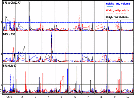 Comparison of quantitative trait loci associated with shoot apical meristem morphology in three populations. QTL across 10 chromosomes in two new populations as well as previously mapped IBMRIL for six traits. Height, arc length, and volume are shown in blue; width and midpoint width are shown in red; ratio is shown in black. QTL are not coincident across populations. In contrast to previous studies, some QTL are significant for both height and width traits.
