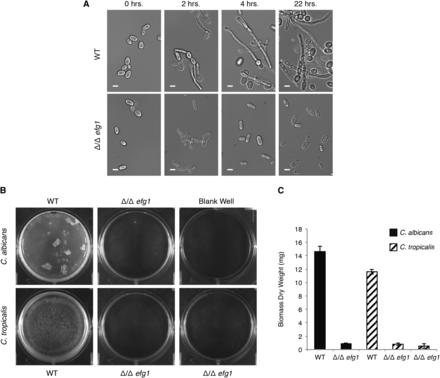 EFG1 is involved in filamentation and biofilm formation in C. tropicalis. (A) Formation of filamentous cells by wild-type and EFG1 deletion strains of C. tropicalis in the MYA3404 genetic background. Representative DIC microscopy images are shown for each time point. Scale bars are 5 μm. (B) Images of representative biofilms for EFG1 deletion mutants in C. albicans and C. trpicalis (two independent isolates) grown in wells of six-well polystyrene plates. (C) Biomass dry weights of the same strains shown in (B), grown in the same conditions. Error bars represent the SD of five replicates.