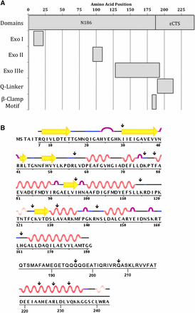 (A) Organization of ε domains and motifs. (B) Structural data from RCSB Protein Data Bank accession numbers IJ54 and 4GX8. Residues 182–218 do not have structural information available.