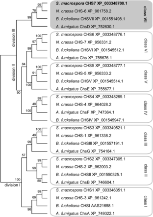 Phylogenetic analysis of chitin synthases from four ascomycetes. A multiple alignments was created with CLUSTALW (Thompson et al. 2002) and used for maximum likelihood analysis with MEGA5.10 (Tamura et al. 2011). Numbers at branches indicate bootstrap support in % for 1000 bootstrap replications. Classes and divisions are labeled according to Choquer et al. (2004) and Riquelme and Bartnicki-García (2008), respectively. The predicted S. macrospora Chitin synthases (CHS) proteins are encoded by genes with the following locus tag numbers in the genome sequence (Nowrousian et al. 2010): CHS1, SMAC_07828; CHS2, SMAC_07162; CHS3, SMAC_03109; CHS4, SMAC_02767; CHS5, SMAC_01800; CHS6, SMAC_01799; CHS7, SMAC_01722.