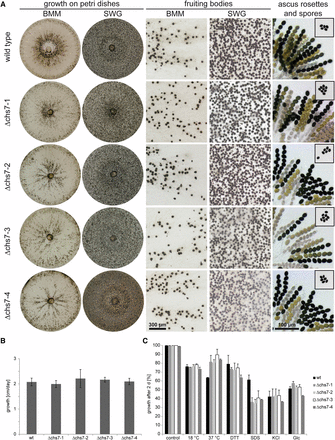 Analysis of sexual development, vegetative growth, and stress resistance in Δchs7 strains. (A) Sexual development of the wild-type and four Δchs7 strains after 7 d on complete medium (BMM) and minimal medium (SWG). All strains form perithecia and ascus rosettes (right column), and eject ascospores toward the lids of the Petri dishes (spores on lids shown in small boxes in right column). (B) Vegetative growth was analyzed on BMM in race tubes over 10 d, error bars give SDs of three independent biological replicates. (C) Stress resistance was analyzed on SWG in Petri dishes with the indicated stress-inducing agents at the following concentrations: dithiothreitol (DTT) 0.04%, sodium dodecyl sulfate (SDS) 0.1%, KCl 0.6 M, glucose 0.6 M. The wild type was used as reference for the control. For each stress-inducing condition, the growth on the control plates for the corresponding strain was used as reference. Error bars indicate SDs for two independent biological replicates, each with three technical replicates.