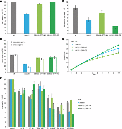 Analysis of ascospore production and germination, and stress resistance in the Δsec22 mutant and complemented strains. Strains are the same as in Figure 3. (A) Proportion of black ascospores that are ejected from perithecia. Error bars give standard deviations for three independent biological replicates. (B) Number of ejected ascospores per Petri dish. Error bars give SDs for three independent biological replicates. (C) Germination rate of ascospores. The wild type and strain SEC22-GFP-OE eject only black spores; therefore, the germination rate is identical for black and all ascospores. Strains Δsec22 and SEC-22-NA eject a certain proportion of nonmelanized ascospores (A), none of which were observed to germinate, thereby reducing the germination rate of all ascospores. Error bars give standard deviations of three independent biological replicates. (D) Vegetative growth was analyzed on race tubes over 10 d. Error bars give SDs of three independent biological replicates, for clarity, only one direction (plus or minus) is shown for each error bar. (E) Stress resistance was analyzed on SWG in petri dishes with the indicated stress-inducing agents at the following concentrations: dithiothreitol (DTT) 0.04%, sodium dodecyl sulfate (SDS) 0.1%, KCl 0.6 M, glucose 0.6 M. The wild type was used as reference for the control. For each stress-inducing condition, the growth on the control plates for the corresponding strain was used as reference. Error bars indicate SDs for two independent biological replicates, each with three technical replicates.
