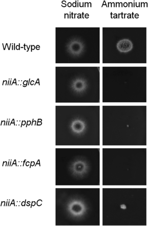 Essential A. fumigatus phosphatase encoding genes. The wild-type, niiA::glcA, niiA::pphB, niiA::fcpA, and niiA::dspCA were grown for 48 hr at 37° on MM+sodium nitrate (induced) and MM+ammonium tartrate (repressed).