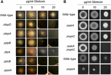 Identification of phosphatase null mutants more sensitive to gliotoxin. The wild-type and the phosphatase null mutants were grown for 72 hr at 37° in MM plus different concentrations of gliotoxin (A). Corresponding wild-type (strains Af293 for ΔsakA, ΔmpkC, and ΔsakA ΔmpkC, and CEA17 for ΔmpkA) and MAP kinase null mutants were grown for 72 hr at 37° in MM plus different concentrations of gliotoxin (A).