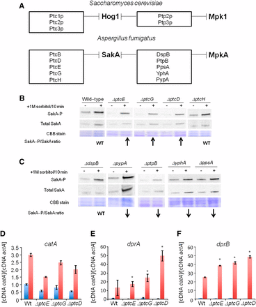 Identification of putative SakA phosphatase null mutants with increased SakA phosphorylation. (A) The putative A. fumigatus SakA and dual SakA/MpkA phosphatase homologs. Upper panel shows the S. cerevisiae Hog1p and dual Hog1p/Mpk1 phosphatases and the lower panel shows the putative A. fumigatus SakA and dual SakA/MpkA phosphatases. These data were based on the phylogenetic analysis shown in Figure S2. (B) and (C) Immunoblot analysis for SakA phosphorylation in response to osmotic stress. The wild-type and the phosphatase null mutants were grown for 18 hr at 37°. Then, sorbitol (1 M final concentration) was not added (control) or added for 10 min. The mycelium was harvested at the indicated times, and total proteins were extracted. Anti-phospho-p38 was used to detect the phosphorylation of SakA, and anti-Hog1p was used to detect the total SakA protein. A Coomassie Brilliant Blue (CBB)-stained gel is shown as a loading control for both gels. Signal intensities were quantified using the Image J software by dividing the intensity of SakA-P/SakA ratio. The experiment was repeated at least three times and a representative blot is shown. The “WT” signifies that the levels of SakA-P/total SakA on osmostress were similar to wild-type, whereas the arrows ↑ and ↓ that correspond to the levels of SakA-P/total SakA on osmostress were higher or lower than the wild-type, respectively. Phosphatase null mutants show higher expression of osmostress-dependent genes. The wild-type and the phosphatase null mutants were grown for 18 hr at 37°. Then, sorbitol (1 M final concentration) was added for 0 (control) and 10 min. The mycelium was harvested at the indicated times, and total RNA was extracted. The relative expression ratios of catA (D), dprA (E), and dprB (F) and actA (Afu6g04740, encoding the actin) were calculated by the ΔCt method. The results are the means (± SD) of three biological replicates (*P < 0.001, comparison of the treatments with the time zero control).